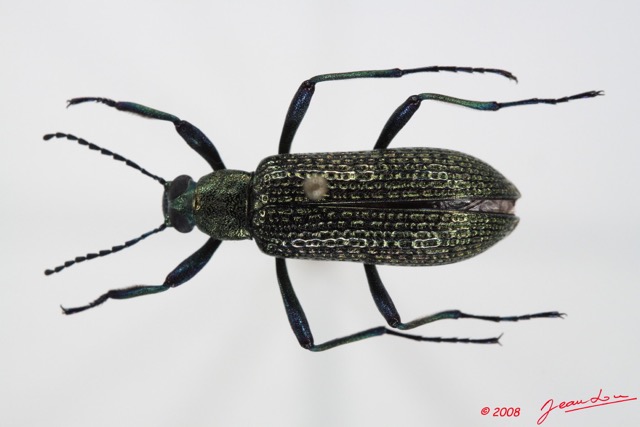 011 Coleoptere (FD) Tenebrionidae 8E50IMG_30231WTMK.jpg