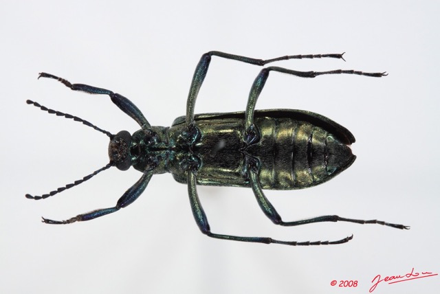 012 Coleoptere (FV) Tenebrionidae 8E50IMG_30235WTMK.jpg