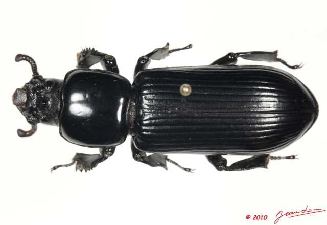 013 Coleoptere 43a (FD) Tenebrionidae 10E5K2IMG_64226wtmk.jpg