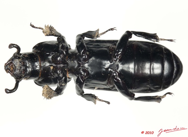 014 Coleoptere 43a (FV) Tenebrionidae 10E5K2IMG_64227wtmk.jpg