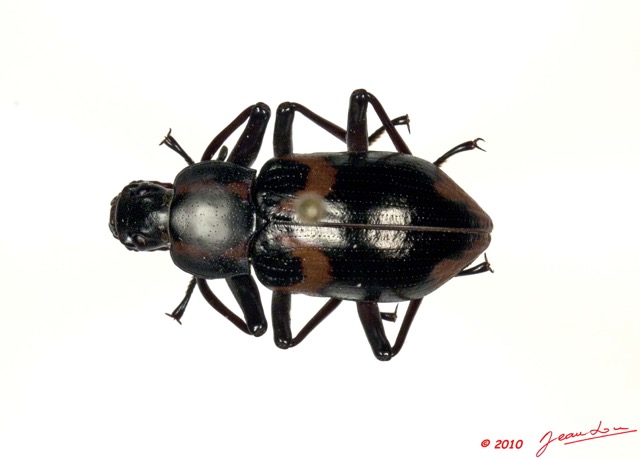 015 Coleoptere 44a (FD) Tenebrionidae 10E5K2IMG_64234wtmk.jpg