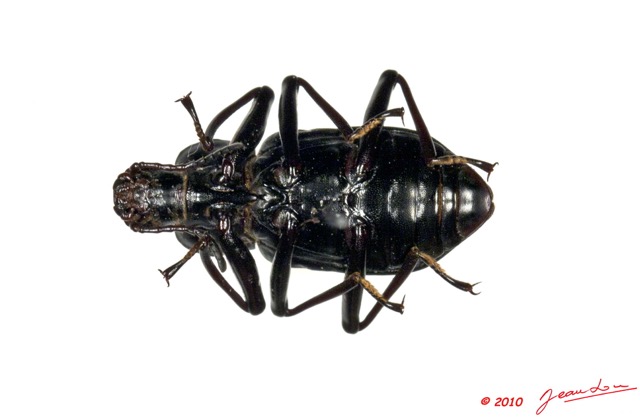 016 Coleoptere 44a (FV) Tenebrionidae 10E5K2IMG_64235wtmk.jpg