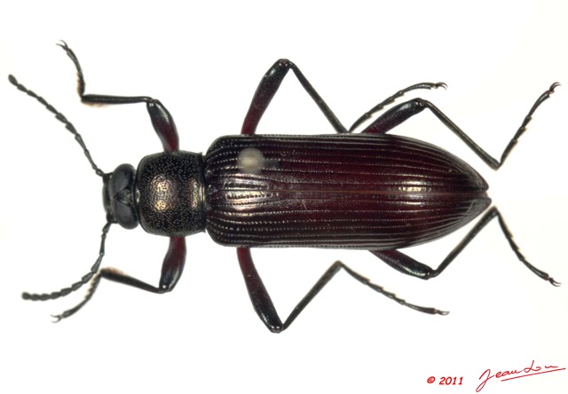 017 Coleoptere 53c (FD) Tenebrionidae 11E5K2IMG_68598wtmk.jpg