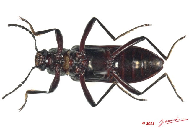 018 Coleoptere 53c (FV) Tenebrionidae 11E5K2IMG_68599wtmk.jpg