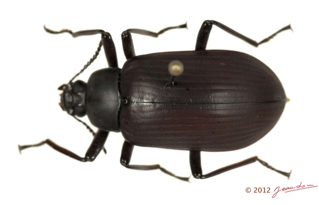 019 Coleoptere 59c (FD) Tenebrionidae 12E5K2IMG_76684wtmk.jpg
