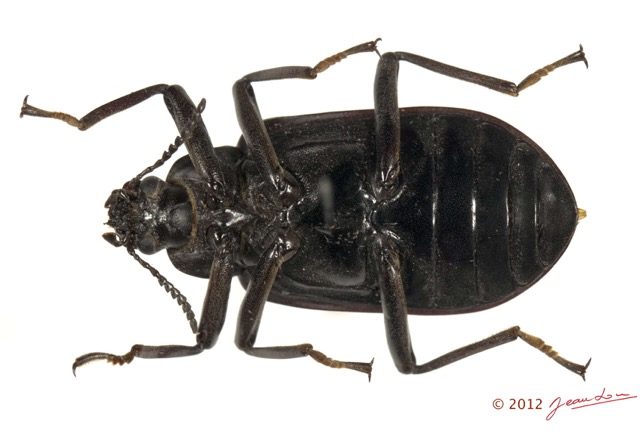 020 Coleoptere 59c (FV) Tenebrionidae 12E5K2IMG_76685wtmk.jpg