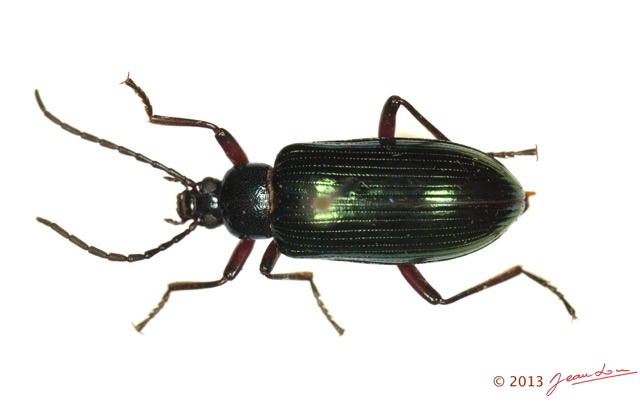 021 Coleoptere 60d (FD) Tenebrionidae 13E5K3IMG_90865wtmk.jpg
