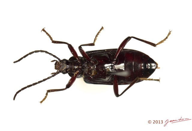 022 Coleoptere 60d (FV) Tenebrionidae 13E5K3IMG_90866wtmk.jpg