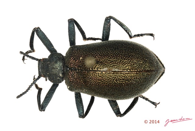 023 Coleoptere 63a (FD) Tenebrionidae 14E5K3IMG_96963 PdCawtmk.jpg