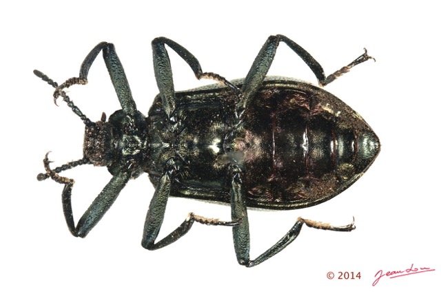 024 Coleoptere 63a (FV) Tenebrionidae 14E5K3IMG_97000 PdCawtmk.jpg